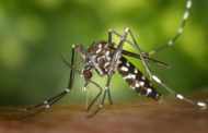 Trecate dichiara guerra alle zanzare